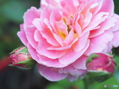 クロード・モネ   Claude Monet