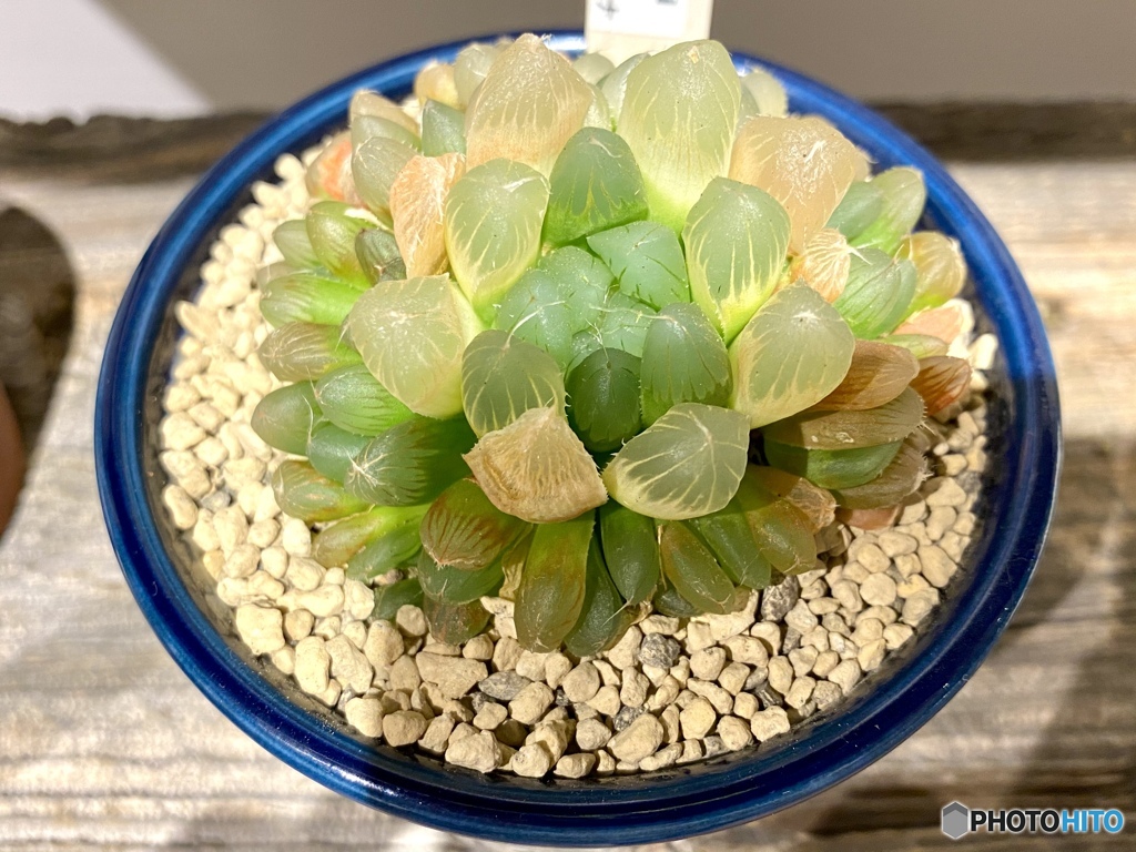 ハオルチアデルシアーナ