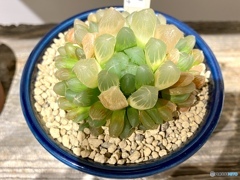 ハオルチアデルシアーナ