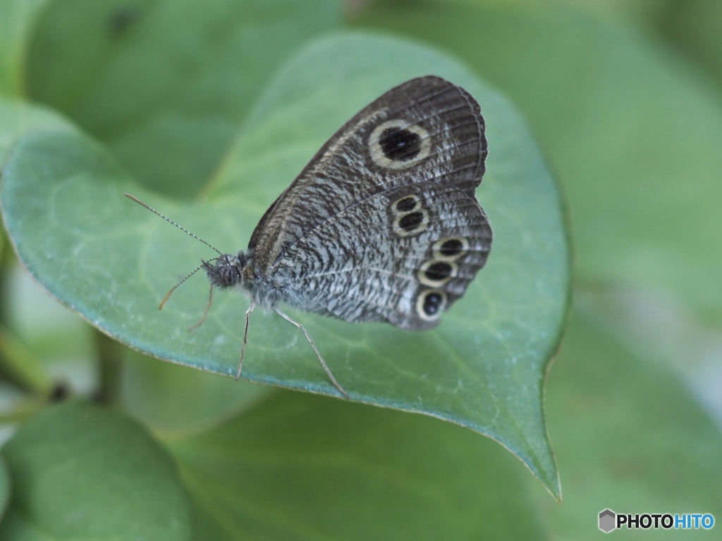 今朝のお客さん…キミの名はヒメウラナミジャノメ
