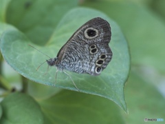 今朝のお客さん…キミの名はヒメウラナミジャノメ