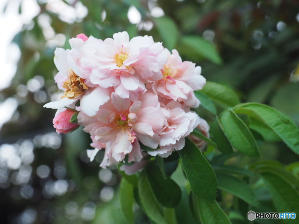 盛夏の花束