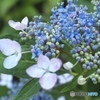 裏庭紫陽花