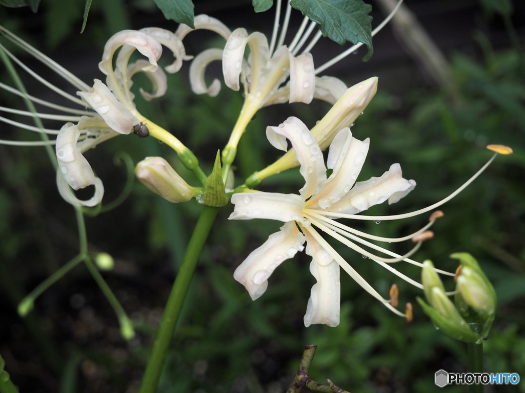 Lycorisが咲く雨上がり