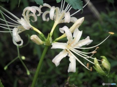 Lycorisが咲く雨上がり