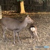 お尻シカ見せないでごめんなさい