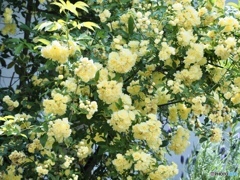 溢れるように…