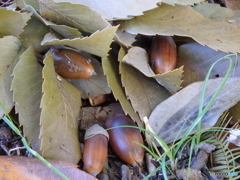 寒いからお布団を被りました