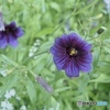 花の名前を忘れたの…