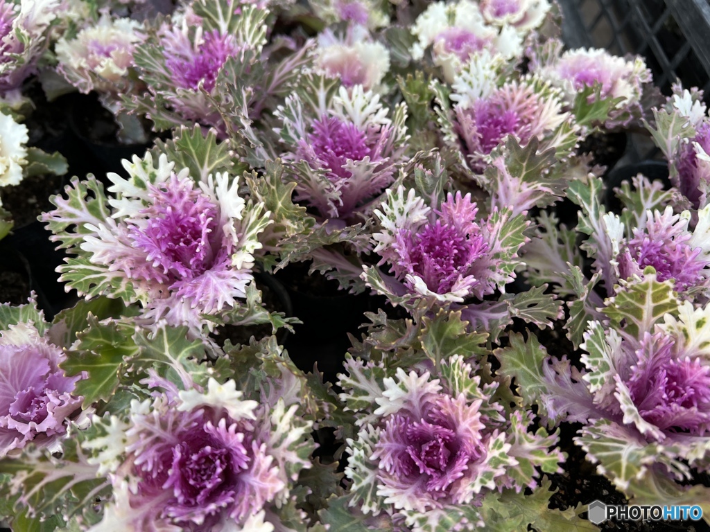 ミニミニ葉牡丹