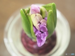 こんにちは…って言いに来ました