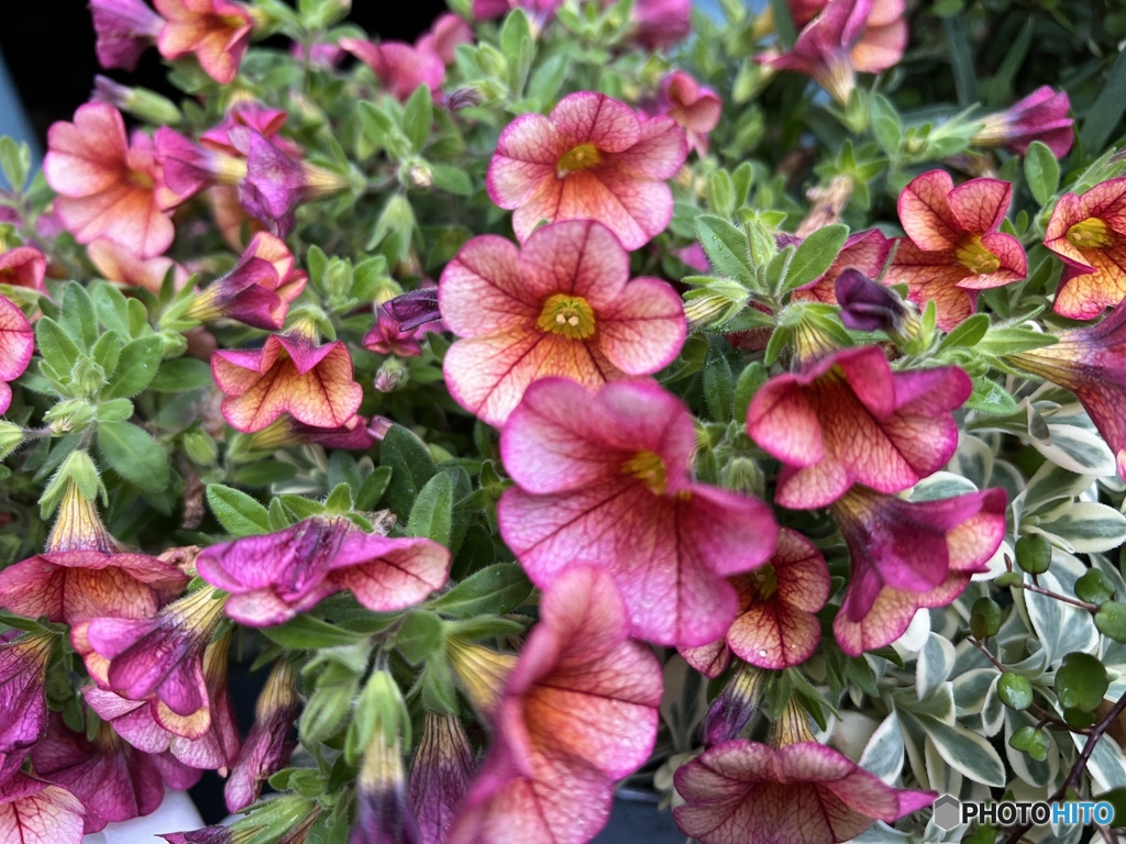 Calibrachoa