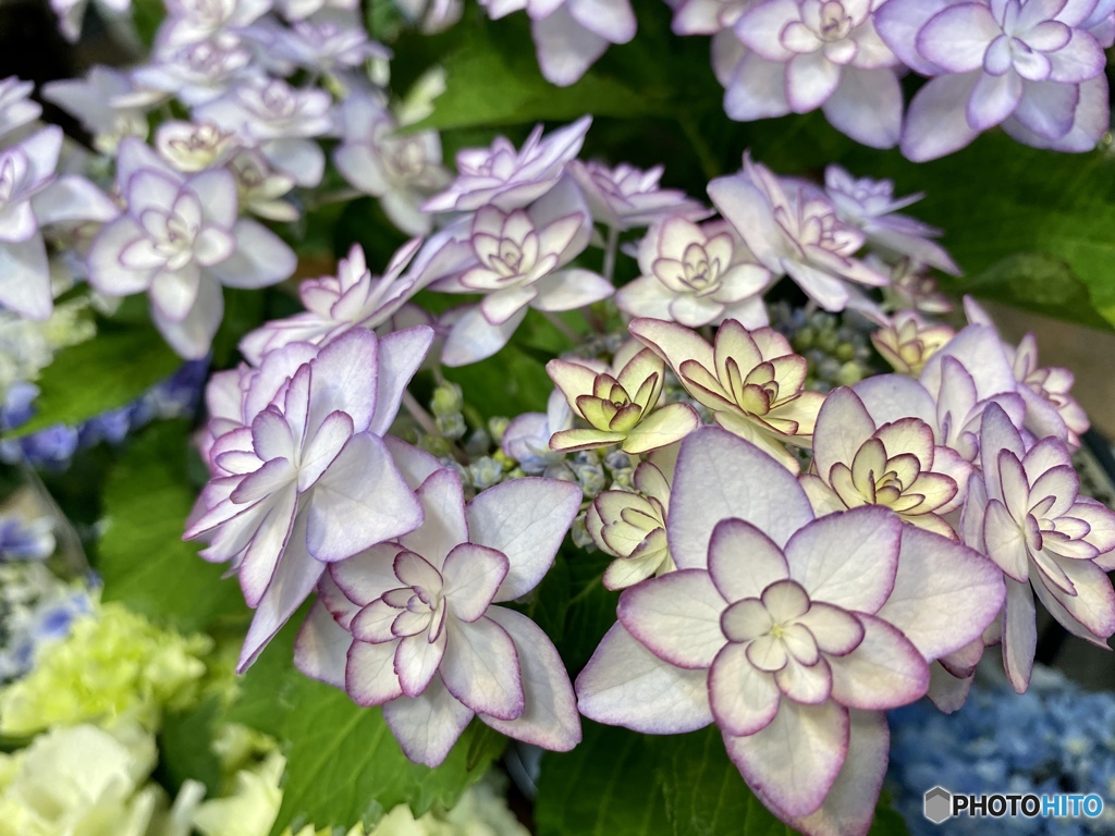 紫陽花・ひなまつり