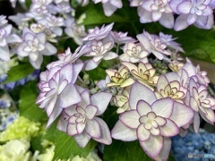 紫陽花・ひなまつり