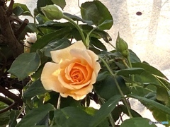 上から見てるよ…