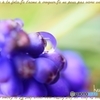 葡萄じゃないよ…Muscari