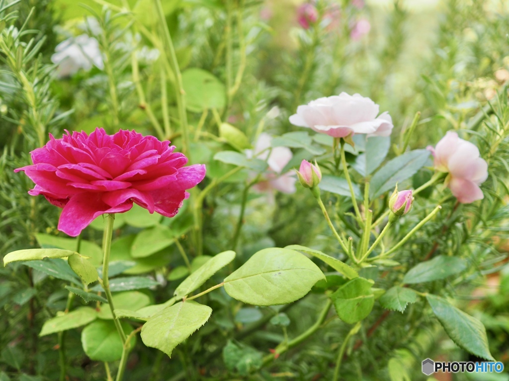 ちいさな庭の片隅で
