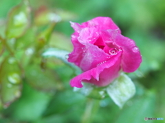 雨上りの朝に