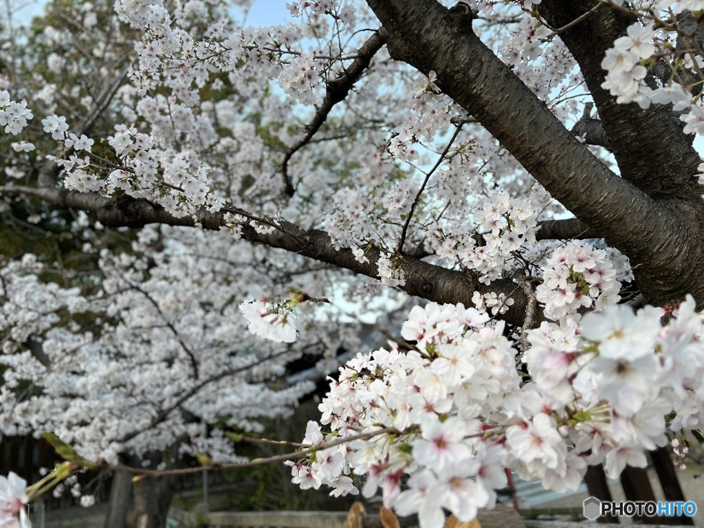 今年の桜を初めて撮りました