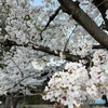 今年の桜を初めて撮りました
