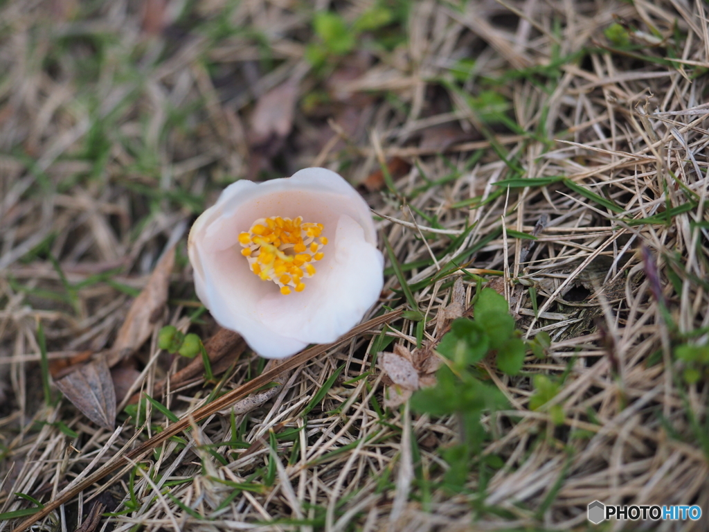 サヨナラノトキ