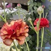 Ranunculus