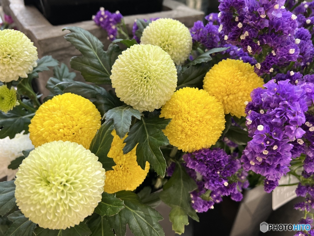 まるまるポンポン