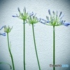 Agapanthus