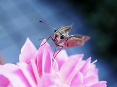 うん？今なんて言ったの？