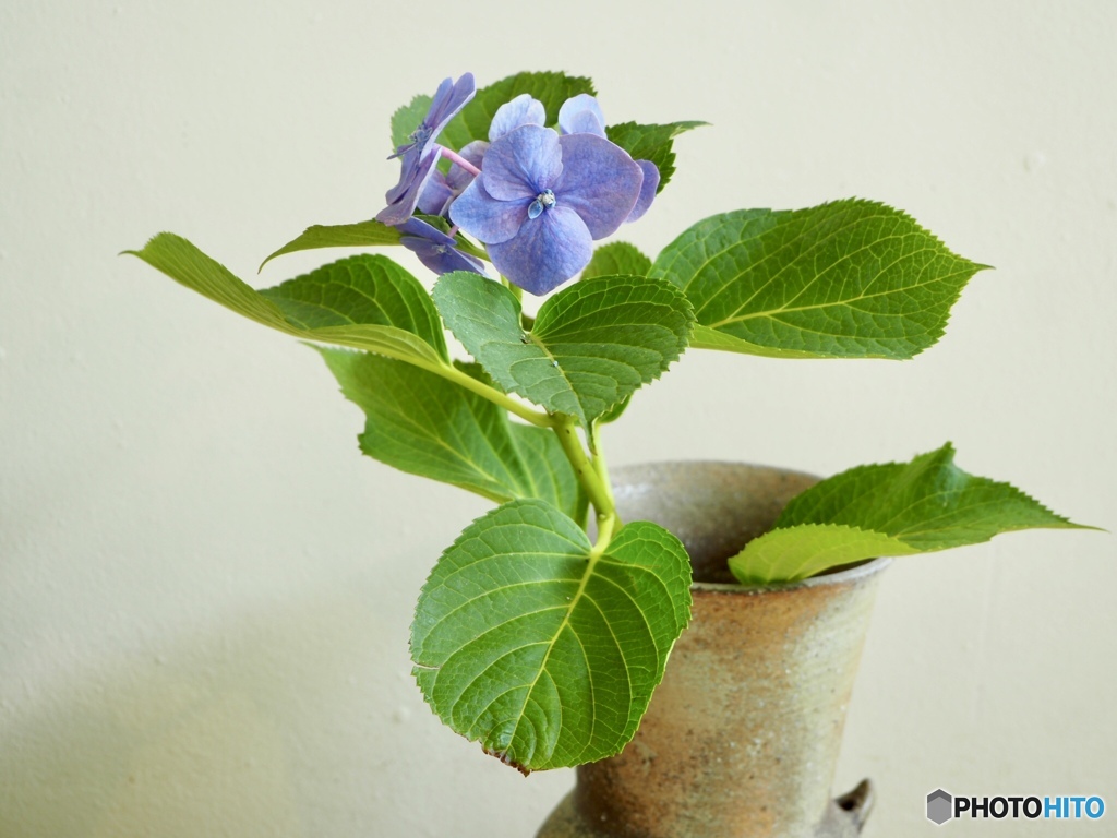 紫陽花 一輪