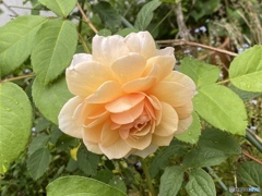 わたしが1番綺麗だったとき…