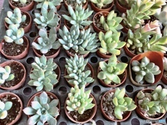 並んでならんで