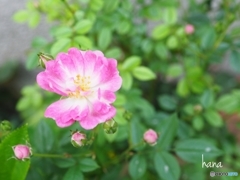 昨日は蕾・今日は開花