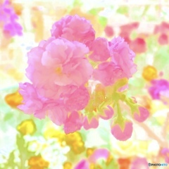 私は此処でお花見を…