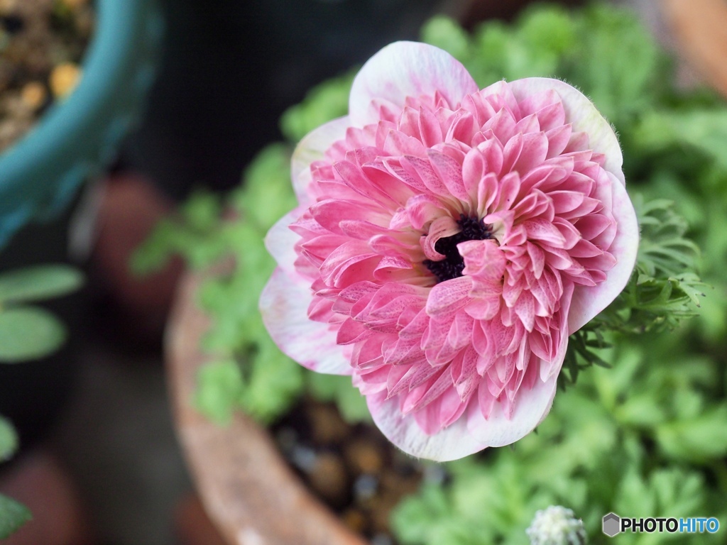 My name is Anemone Momo.