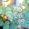 Sedum