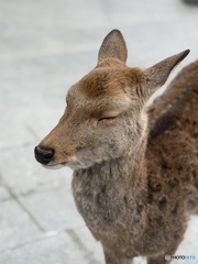 如月9日