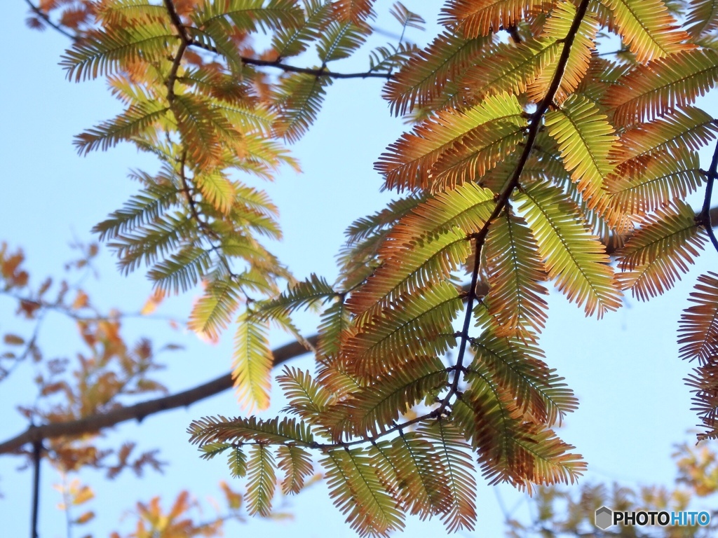 メタセコイヤのお化粧