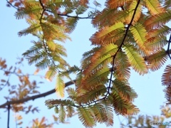 メタセコイヤのお化粧