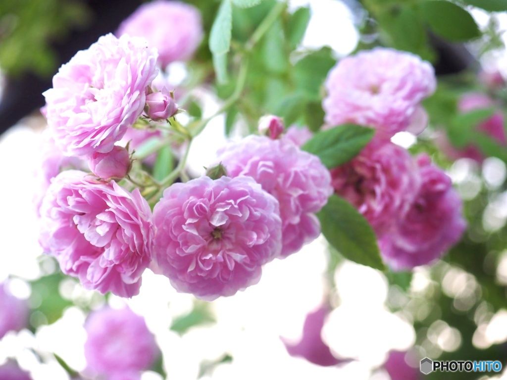 白い空と薔薇と