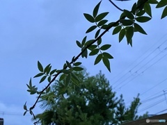 明日は降水確率90%の予報なり