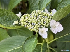 裏庭紫陽花