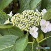 裏庭紫陽花