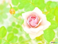 あなたが一番綺麗なとき