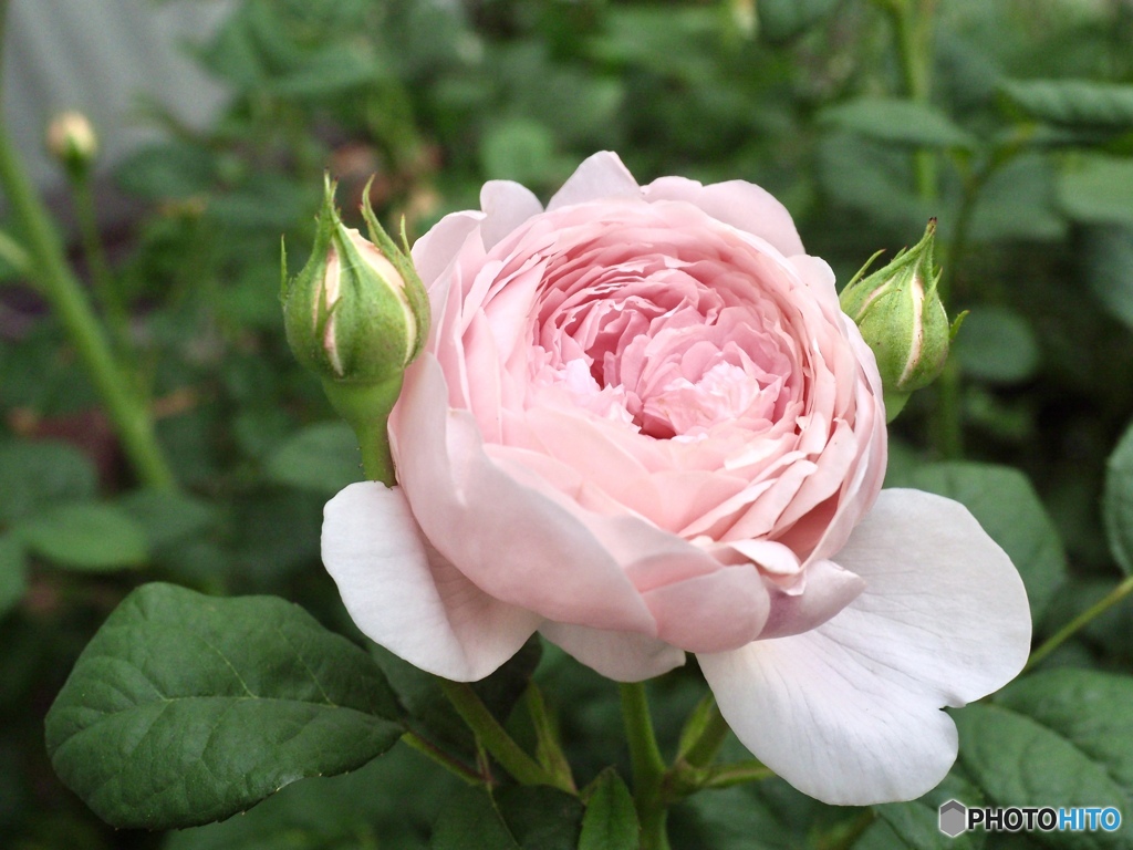 pink love