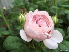 pink love