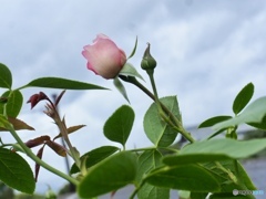 曇り空と薔薇と