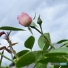 曇り空と薔薇と