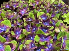 わたしの名前はシュロスバッカーバルト