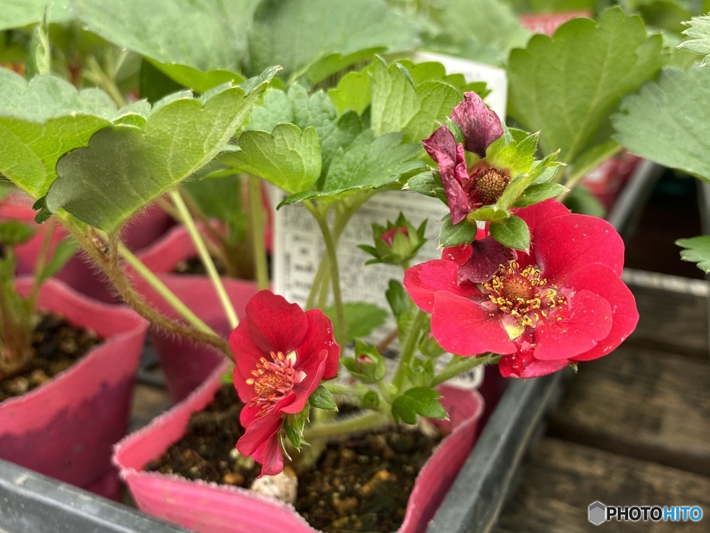 ローズベリー・レッド